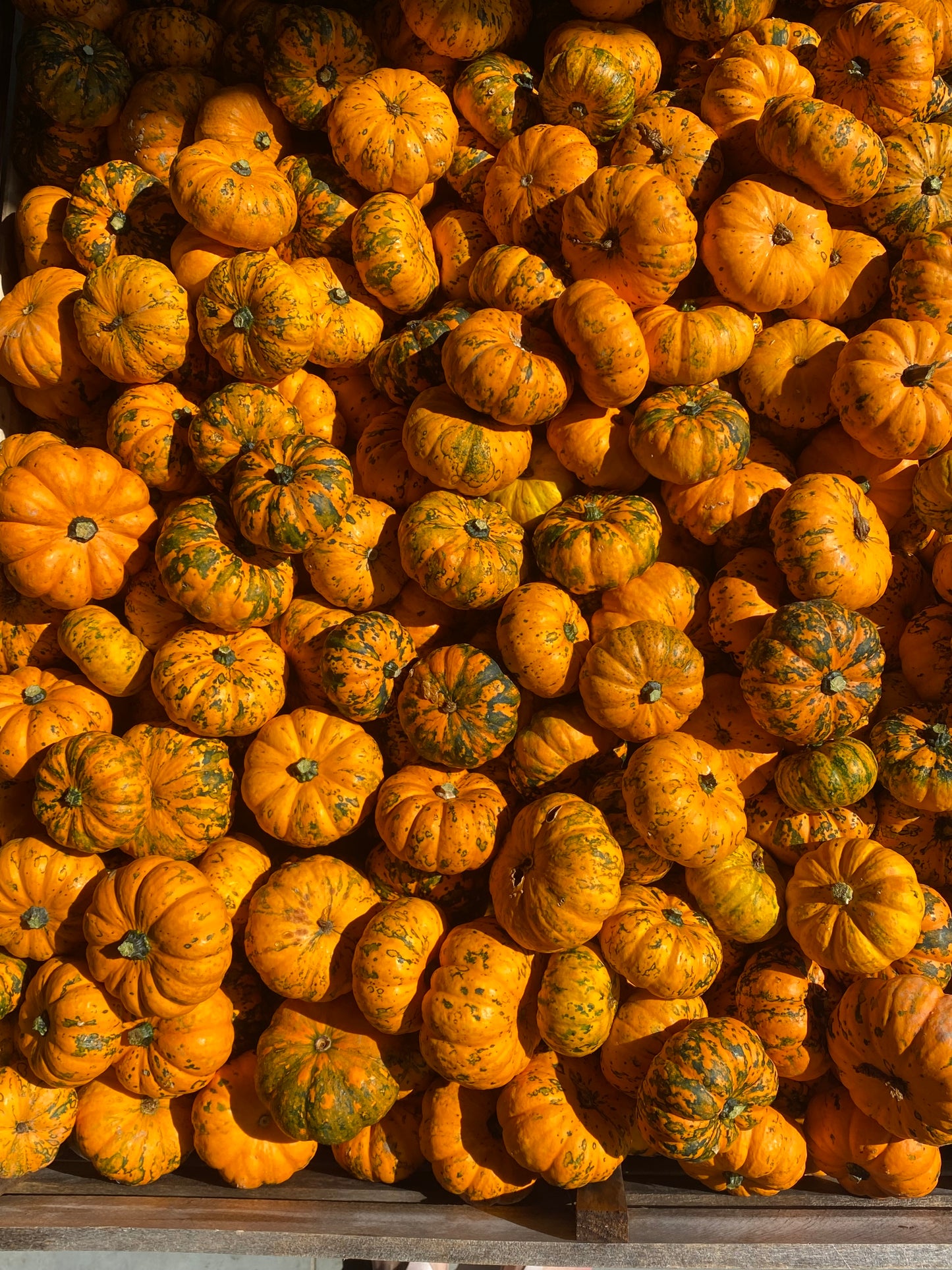 Zucca Ornamentale Mix