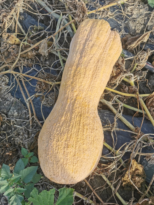 Zucca Violina