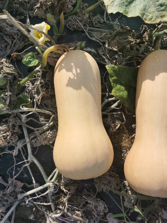 Zucca Butternut